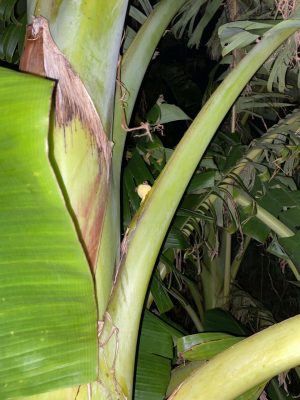 image_67180289.JPG